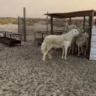 فحل حري صنف