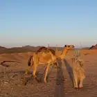 قعود حق مكنسل