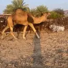 للبيع جمل احمر مشروط من جميع العذاريب