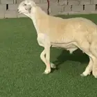 مشروع حري فاخر ( تم البيع )