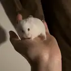 هامستر ابيض انثى بسعر 35 أليفه