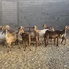 غنم سواكن مع الفحل