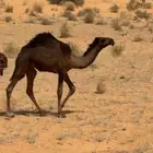 بكار صفر