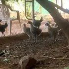 دجاج للبيع