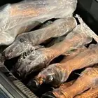 عكوس اودي واود