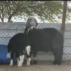 للبيع متبع نجديه