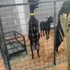 الرياض .. غنم مورسيانو الاسباني نوادر