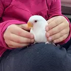 ببغاء روز اليف جدا مناسب للاطفال شرط صحه و نظافه