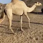 البيع