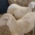 طليان جبره حقت ضيوف او ثلاجه