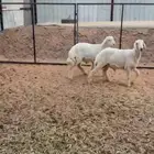 طليان حريات