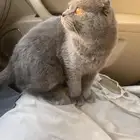قط للتبني سكوتش