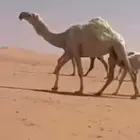 مطلوب ذود والى حلال طيب