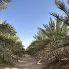 نشتري تمر معلق ف نخل وتحمل قص تمر