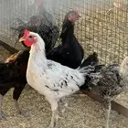 دجاج ودياكه