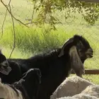 تيس فحل