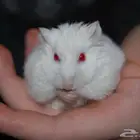 هامستر العدد 4 مع بيت3 دور صحتهم ممتازه