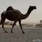 ضروبه مصعد مجهم كفو