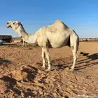 جمل اوضح