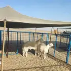 فحل حري صنف للبيع