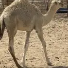 قعود اوضح فل