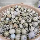 بيض سمان مخصب اكل وفقاصات