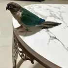 كنيور تركواز يلو سايد