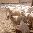 14 طليان و رخال حريات