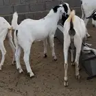 تيس مشروع فحل بيشي