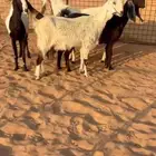 معزاء مشاريك جبره ( متاويم )