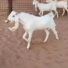 جفار بيض مطورات بفحلها