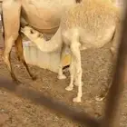 للبيع بكرة