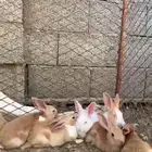 ارانب للبيع