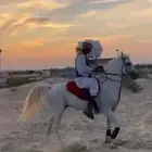 حصان واهو اوراق للبيع