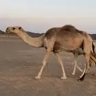 للبيع ناقه عشرا شقحا