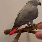 كاسكو للبيع