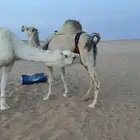 ناقه حايل للبيع