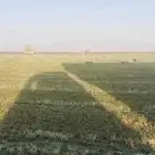 بيع اعلاف مع التوصيل برسيم رودس زريعا تبن مخلوط عجور ذره