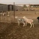 رخال برابر تم البييع