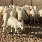 للبيع غنم العدد 21