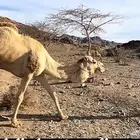 بعير سوداني منتج