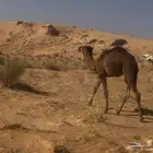 قعود للبيع