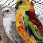 زوج براكيت منتج