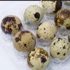 بيض سمان تكساس مخصب