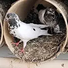 زوج باكستاني