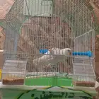طيور طير اليف ب 150