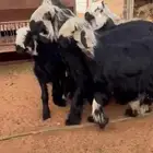 رخال دغم صنف فاخر