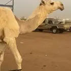 قعود أوضح للبيع