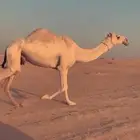 ناقه شقحاء عشرا للبيع الملاحظات( فيها ذيبه على البدايه)