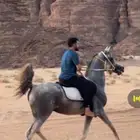 حصان واهو جمال فاخر للبيع